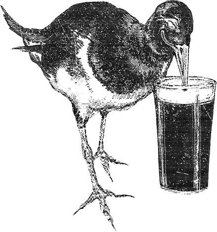 Oyster Catcher