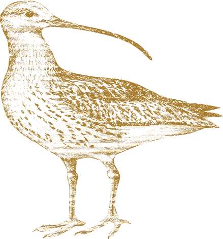Sandpiper