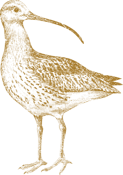 Sandpiper